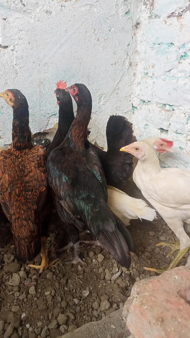 hens for sale — photo 2