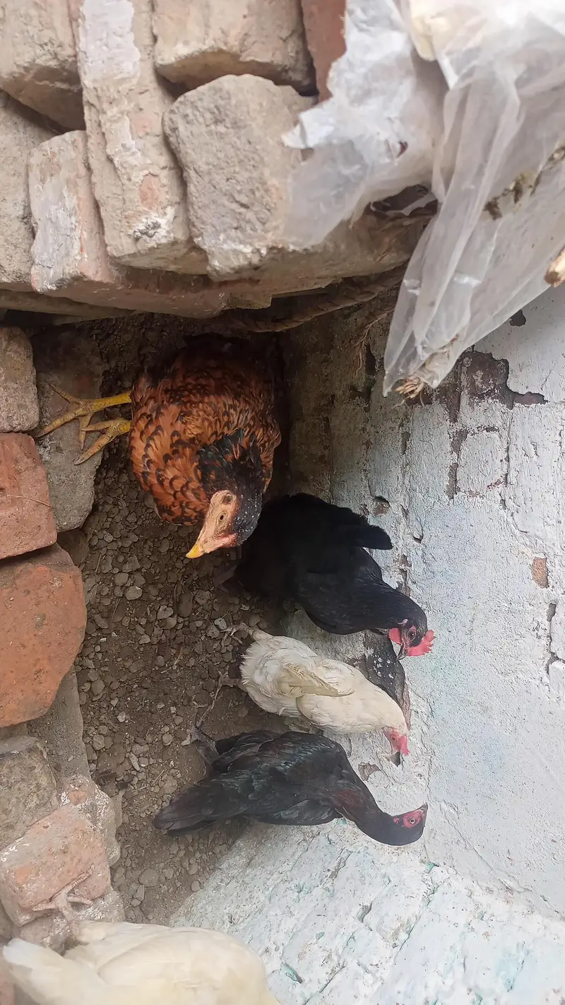 hens for sale — photo 3
