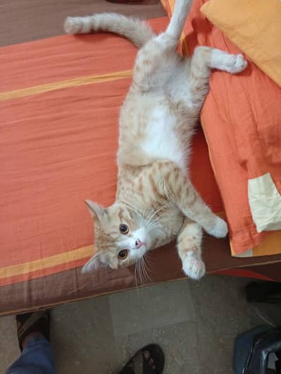  Adorable Male Ginger Kitten – Free to a Genuine Pet Lover 