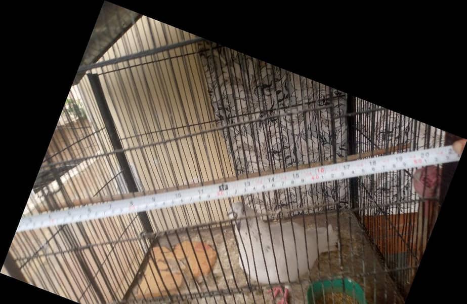 big cage 1
