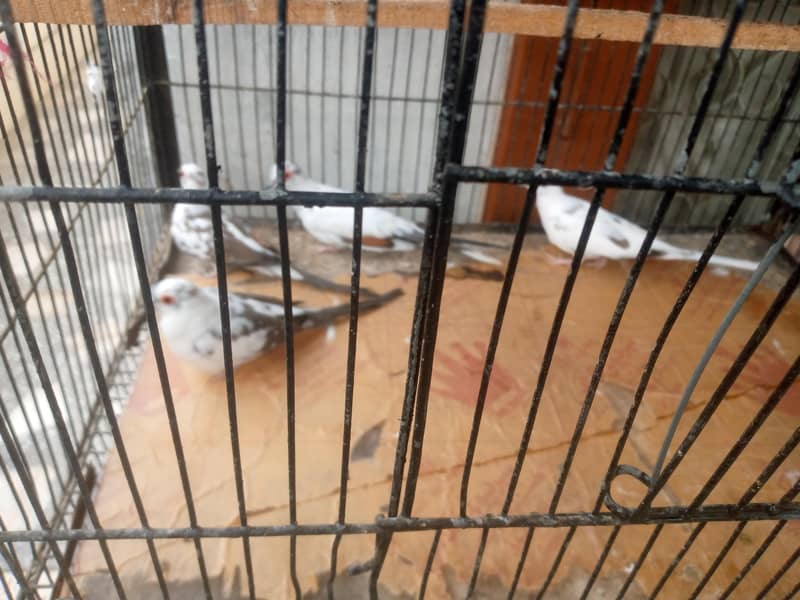 big cage 2