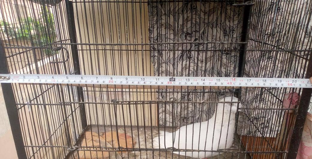 big cage 3