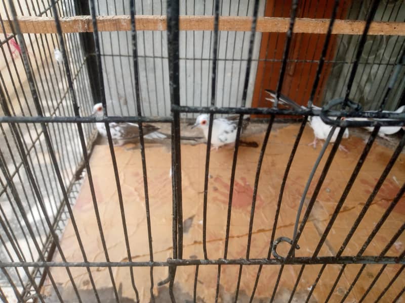 big cage 4