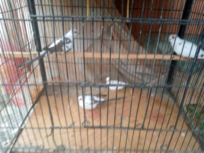 big cage 6