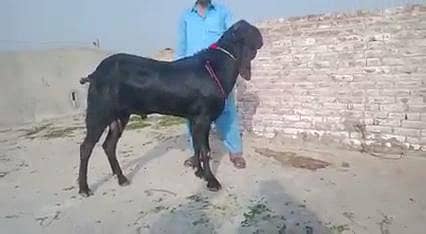 Desi Black Bakra Urgent For Sale.  03472094636