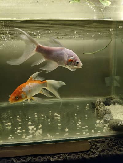 Premium Goldfish pair for sale urgent