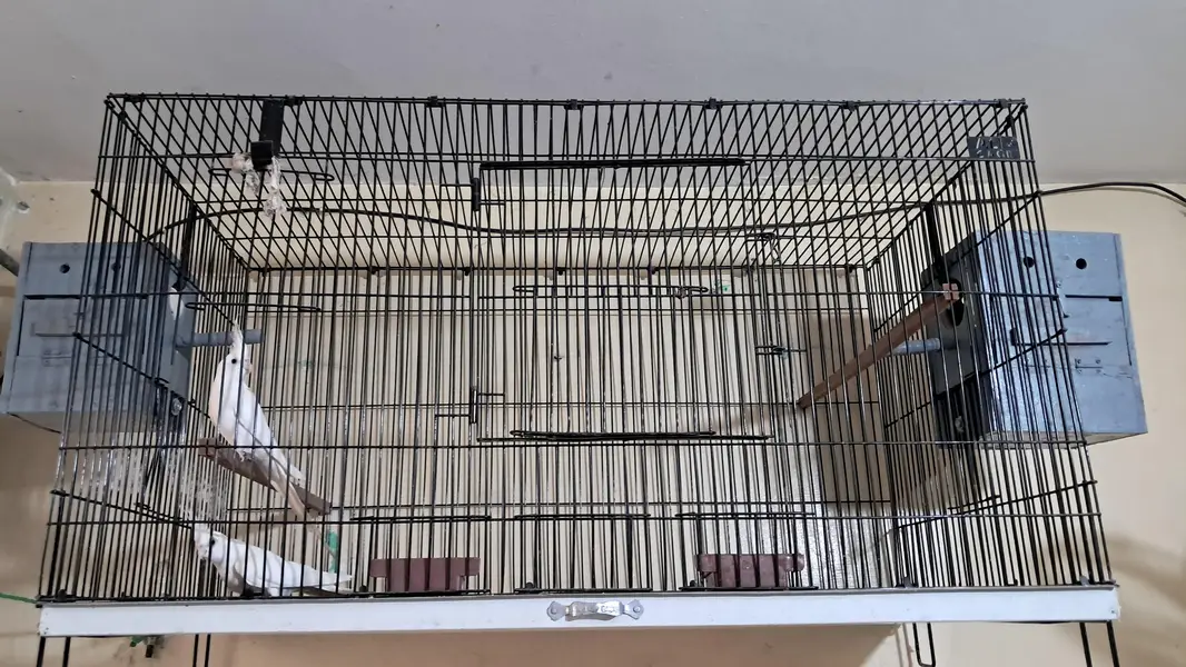 eno cocktails with 4 foot cage with cocktail boxs