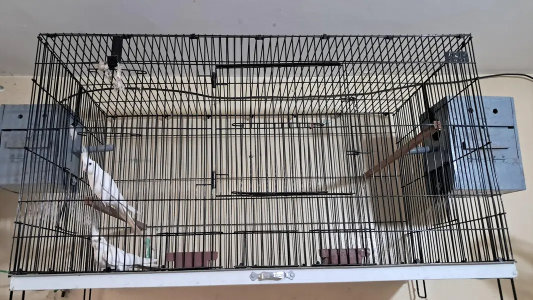 eno cocktails with 4 foot cage with cocktail boxs — photo 2