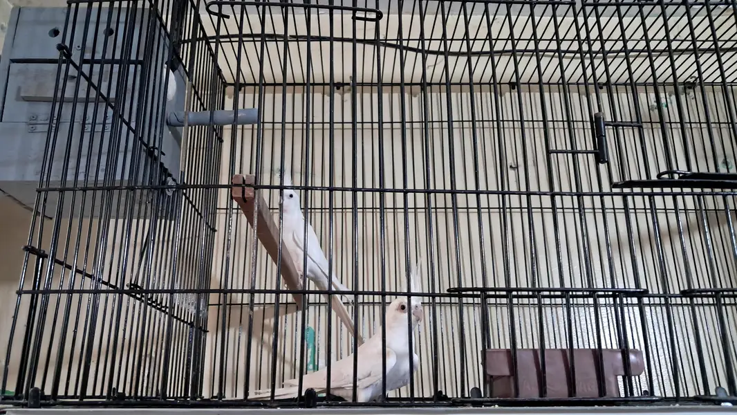 eno cocktails with 4 foot cage with cocktail boxs — photo 3