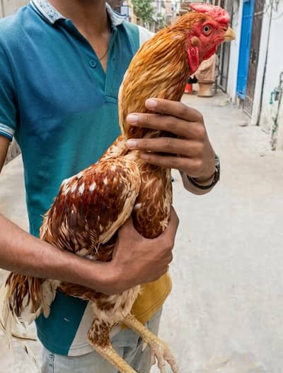 Healthy jawa aseel murga for Sale – Home breed