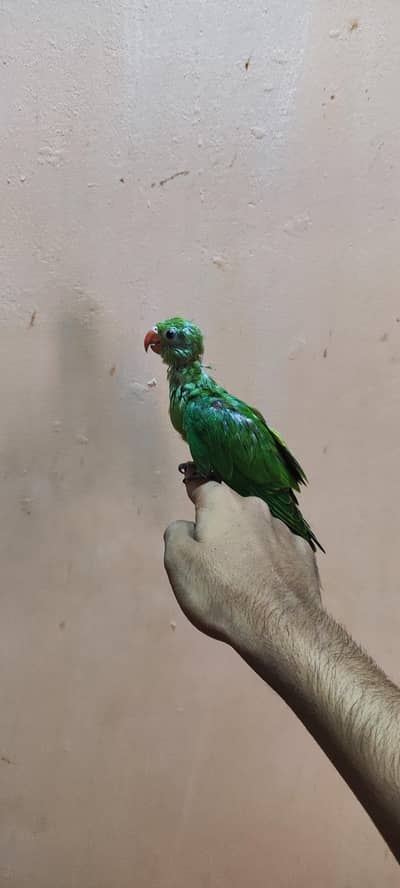 RINGNECK BABY  HAND TAME FOR SELL
