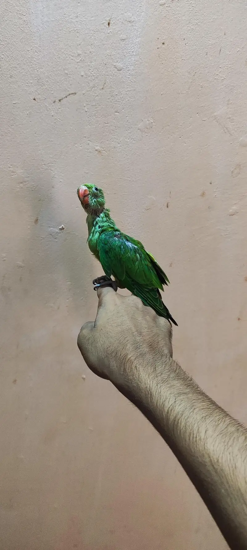 RINGNECK BABY  HAND TAME FOR SELL — photo 2