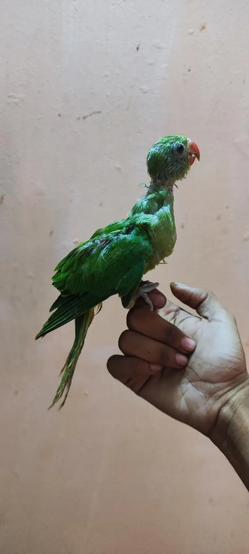 RINGNECK BABY  HAND TAME FOR SELL — photo 3
