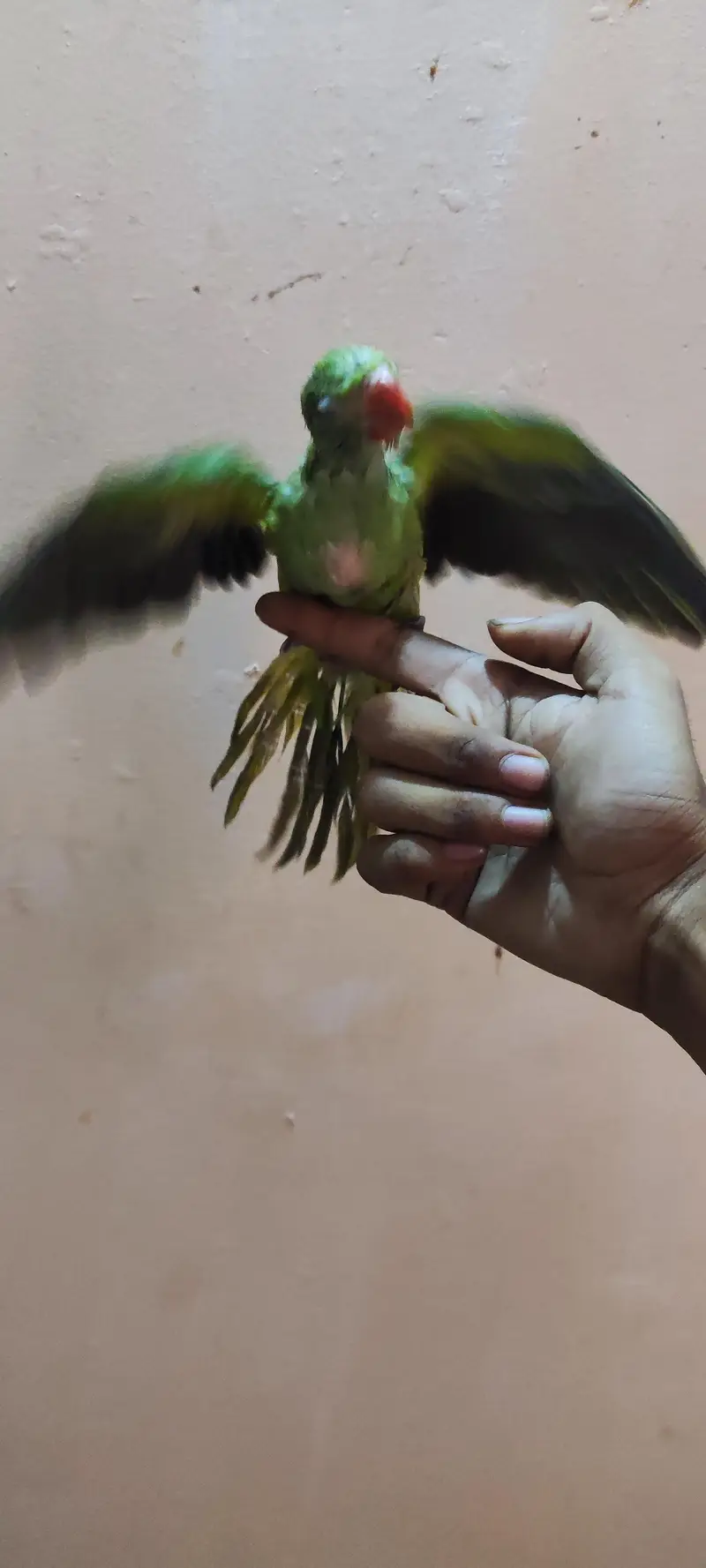 RINGNECK BABY  HAND TAME FOR SELL — photo 4