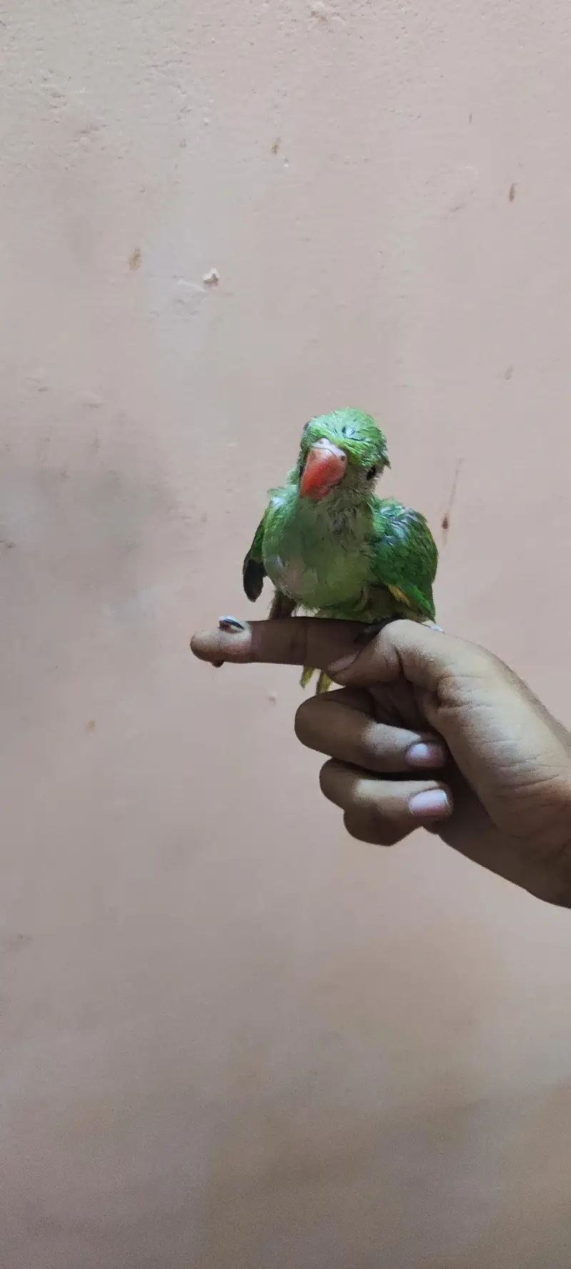 RINGNECK BABY  HAND TAME FOR SELL — photo 5