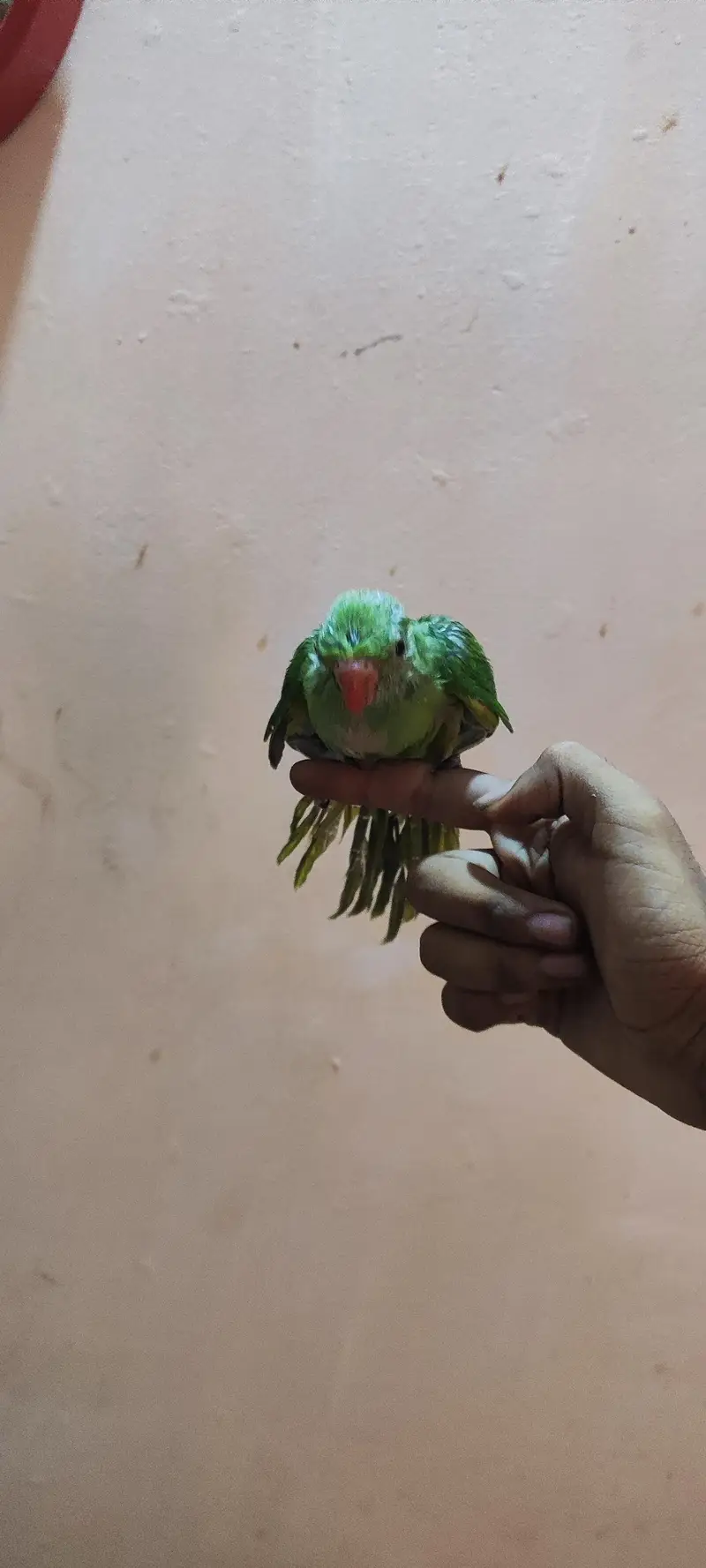 RINGNECK BABY  HAND TAME FOR SELL — photo 6