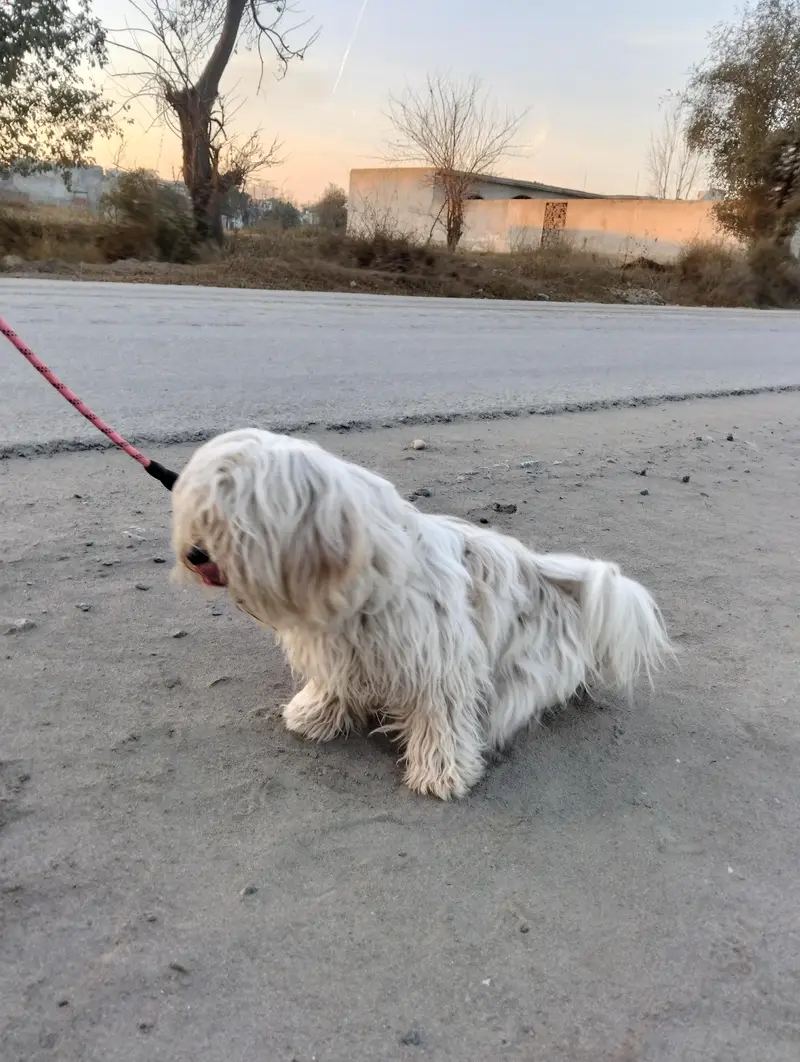shahtzu dog — photo 2