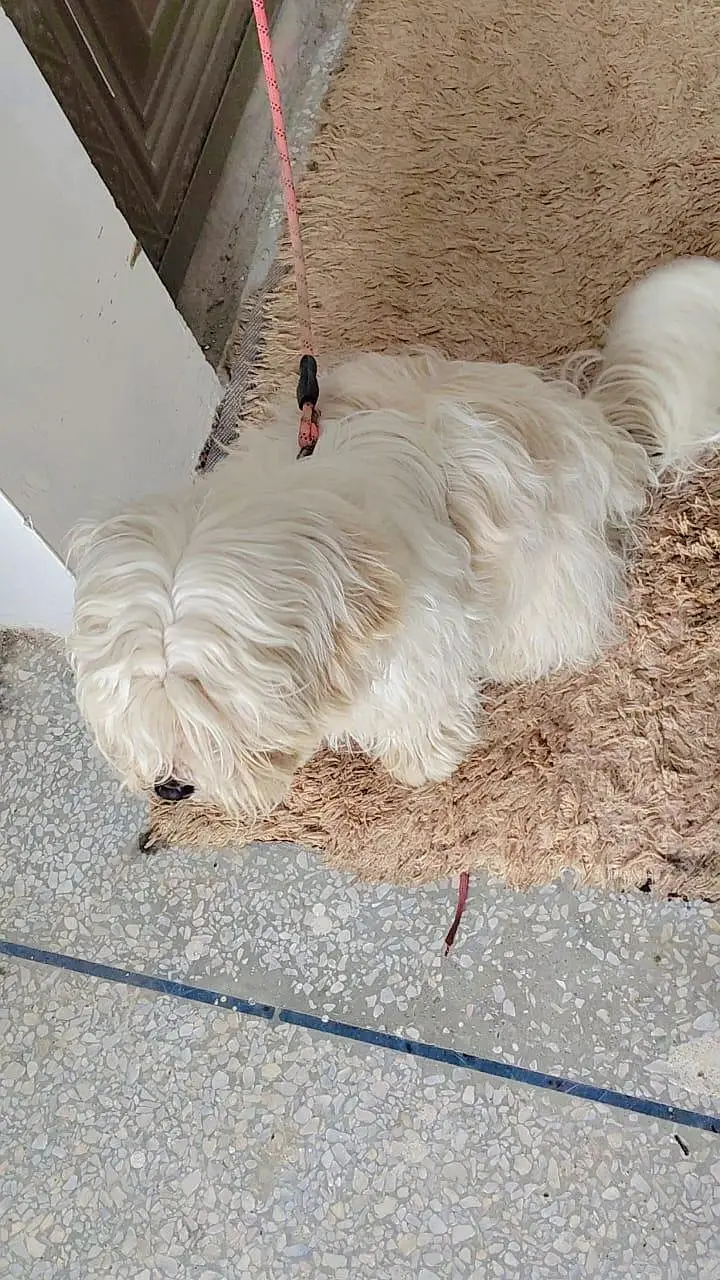 shahtzu dog — photo 3