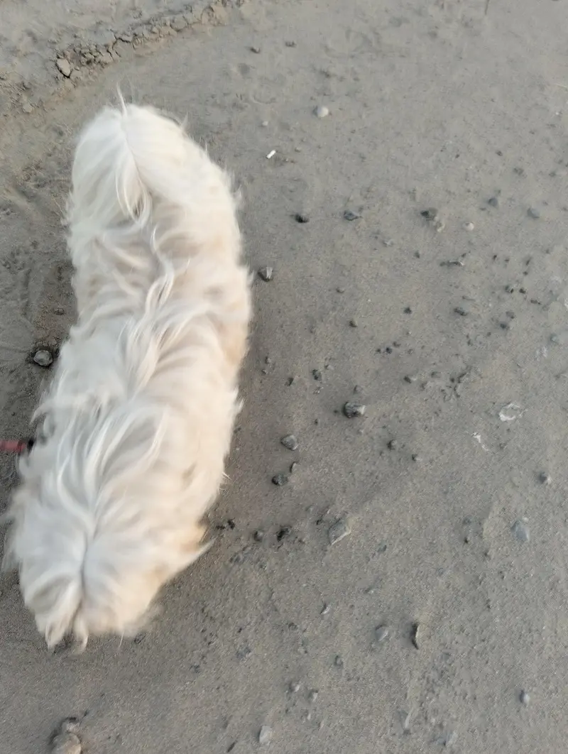 shahtzu dog — photo 4
