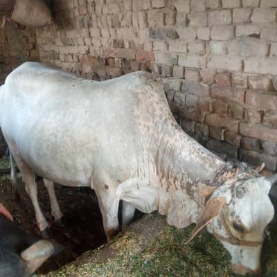 Cow Female 9 Month pregnant Pehla Sowa