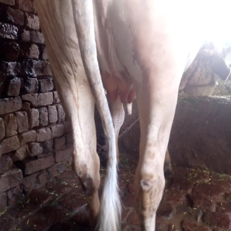Cow Female 9 Month pregnant Pehla Sowa — photo 2