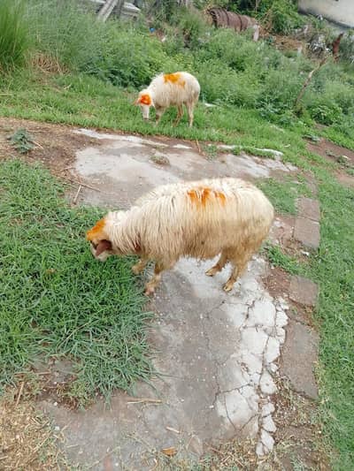 bakray bakrian sadqay Aqiqy k bakry