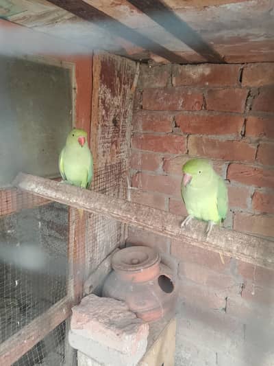 green birds