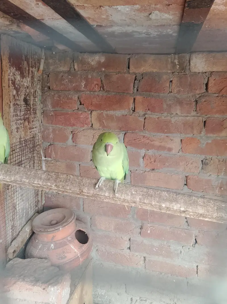 green birds — photo 2