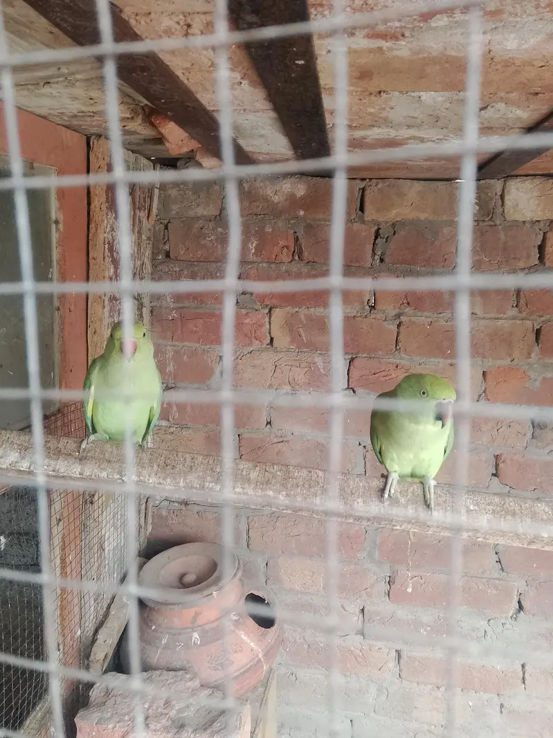 green birds — photo 3