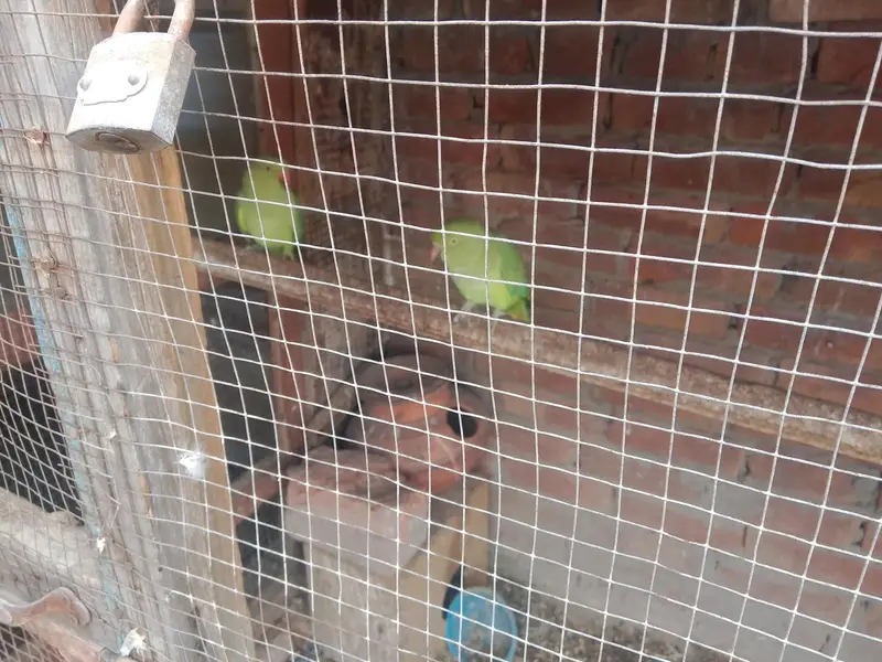 green birds — photo 4