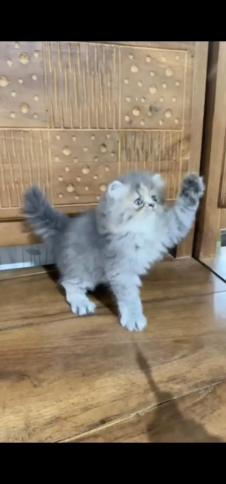 Quality Persian Punch face cat & kittens 03495425573 WhatsApp — photo 3