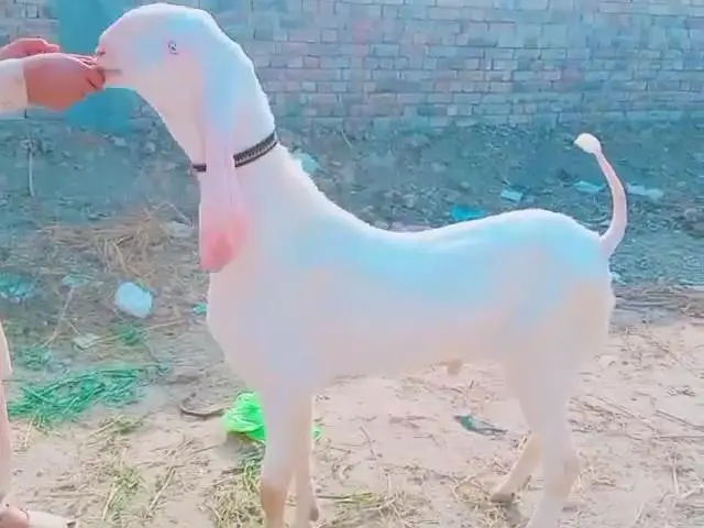 Gulabi Bakra For Sale.  03472094636 — photo 2
