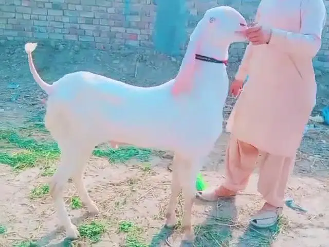 Gulabi Bakra For Sale.  03472094636 — photo 4