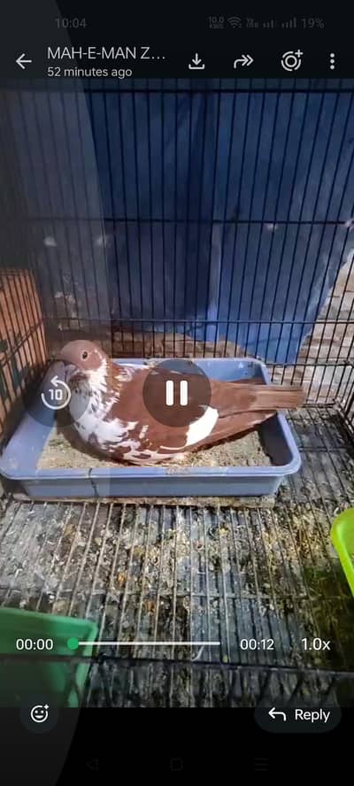 Peshwari Breeder Female for sale