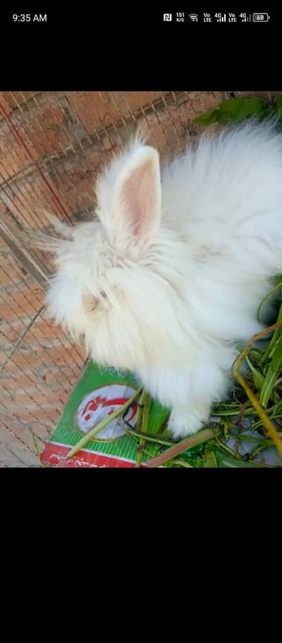 fancy angora