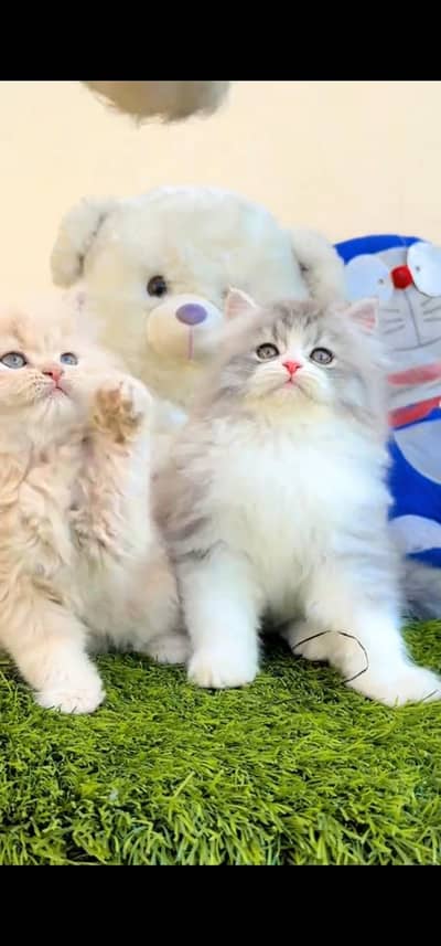 Quality Persian Punch face cat & kittens 03495425573 WhatsApp