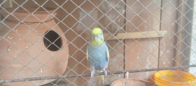 bajri parrot