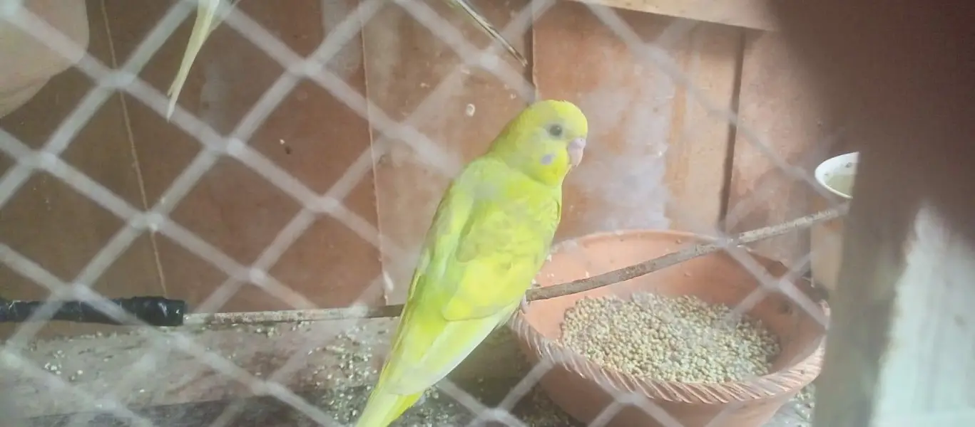 bajri parrot — photo 2