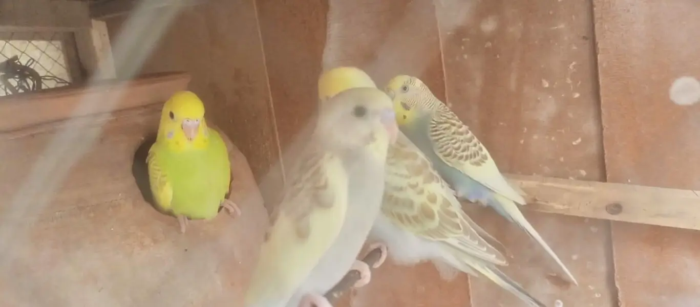 bajri parrot — photo 3