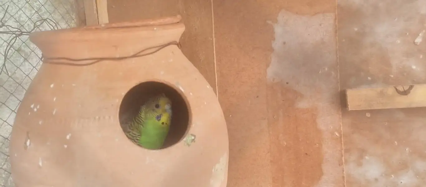 bajri parrot — photo 4