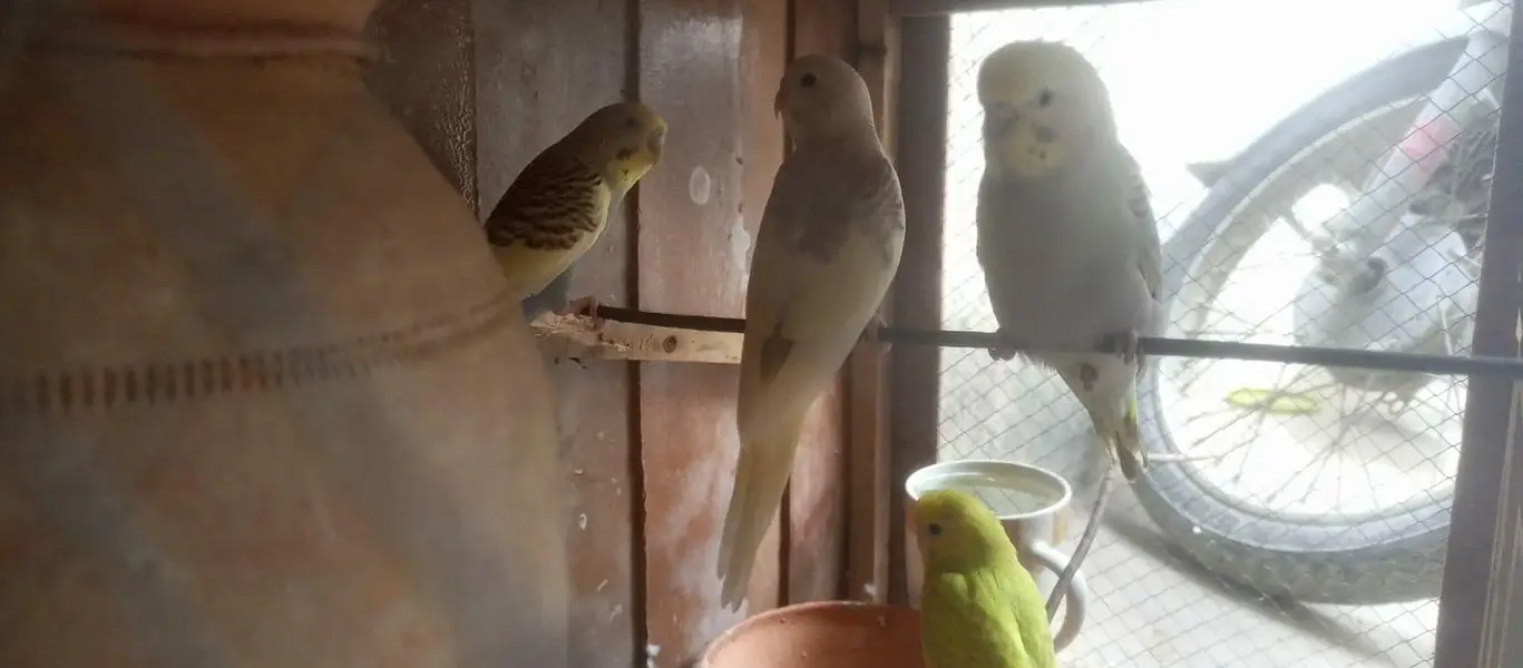 bajri parrot — photo 5