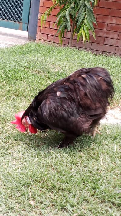 sell a hen
