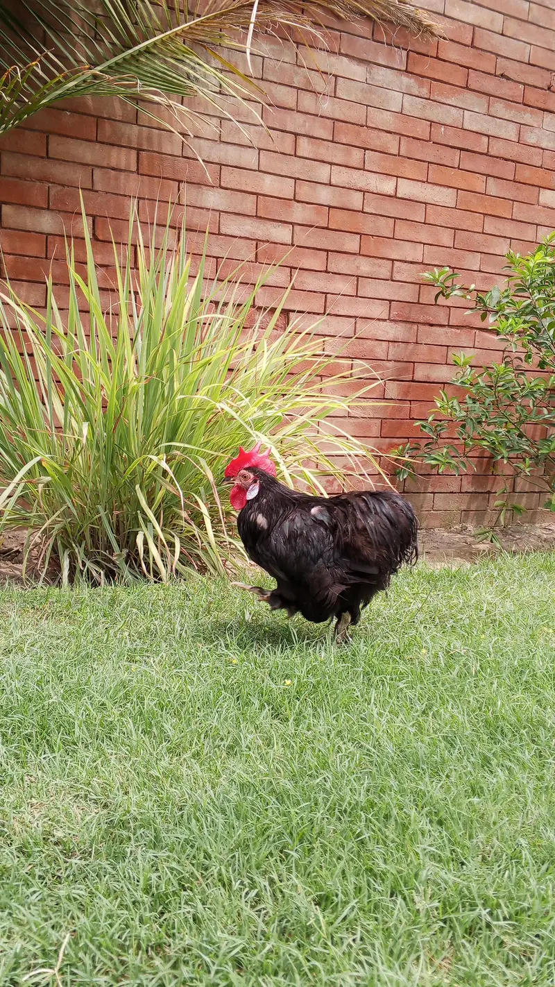 sell a hen — photo 2