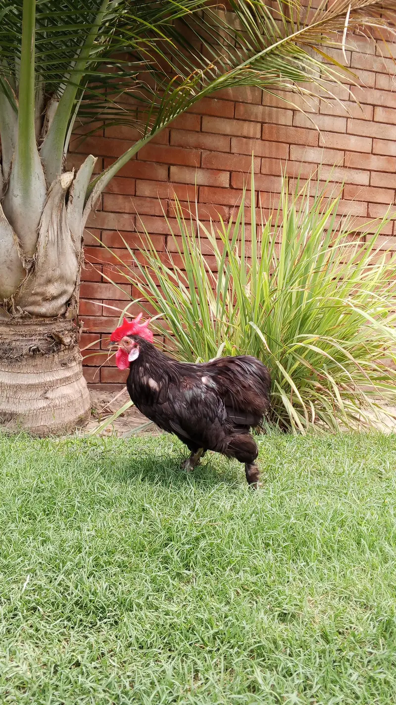 sell a hen — photo 3