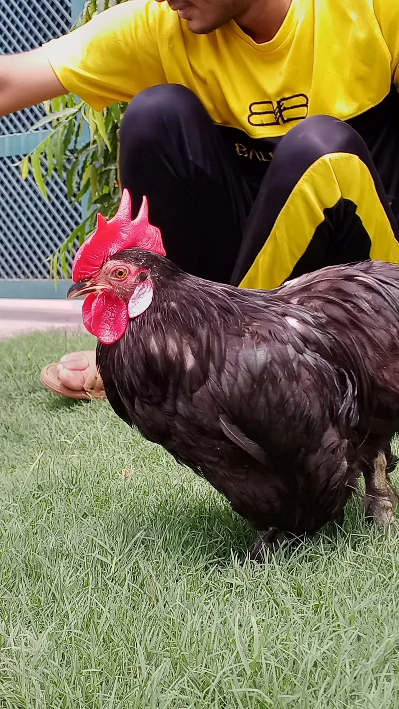 sell a hen — photo 4