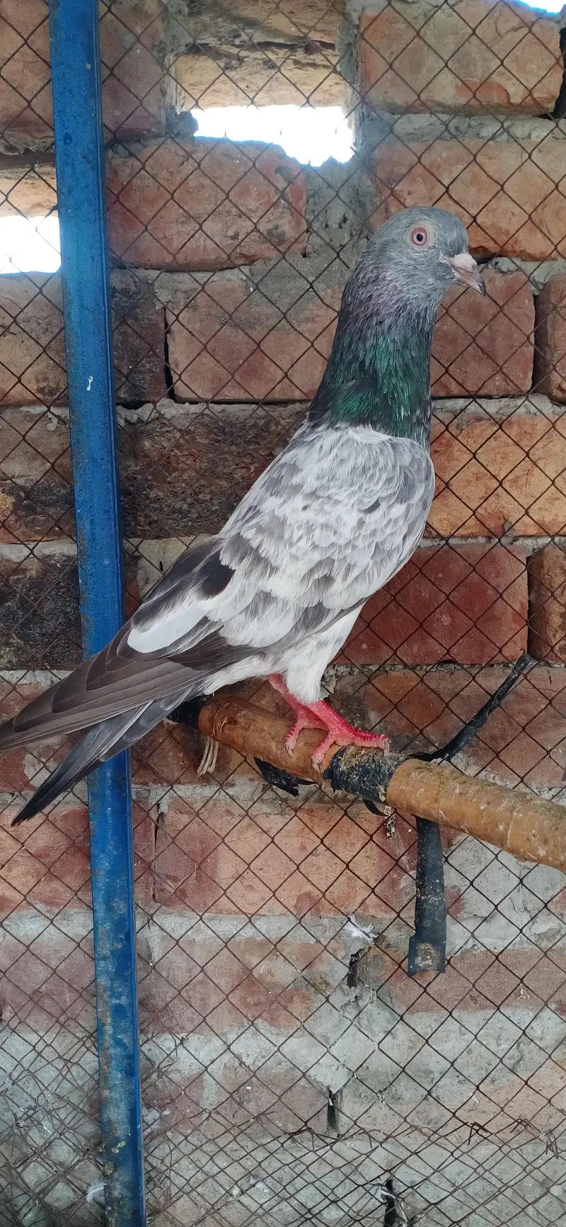 Imamdin Golden Mian Sab wala — photo 2