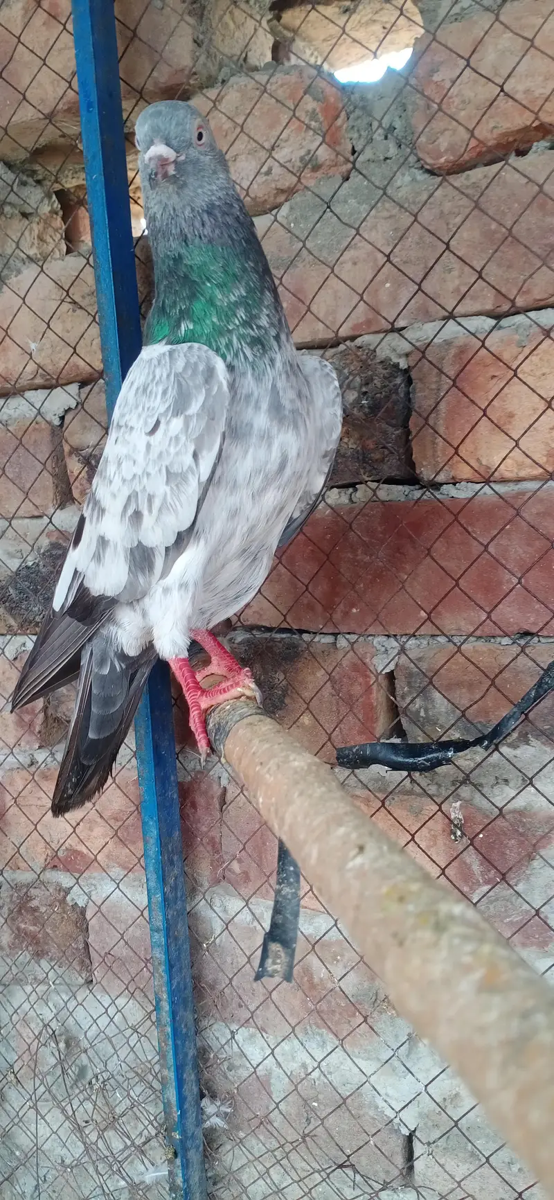 Imamdin Golden Mian Sab wala — photo 3