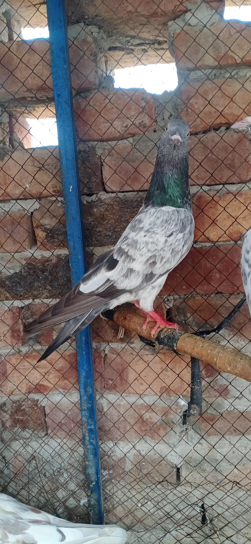 Imamdin Golden Mian Sab wala — photo 4