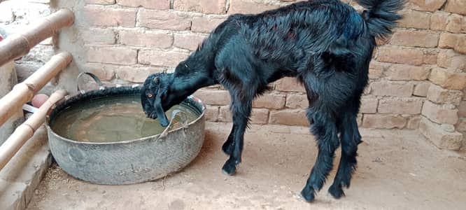 پالنے کیلئے نسلی بچے