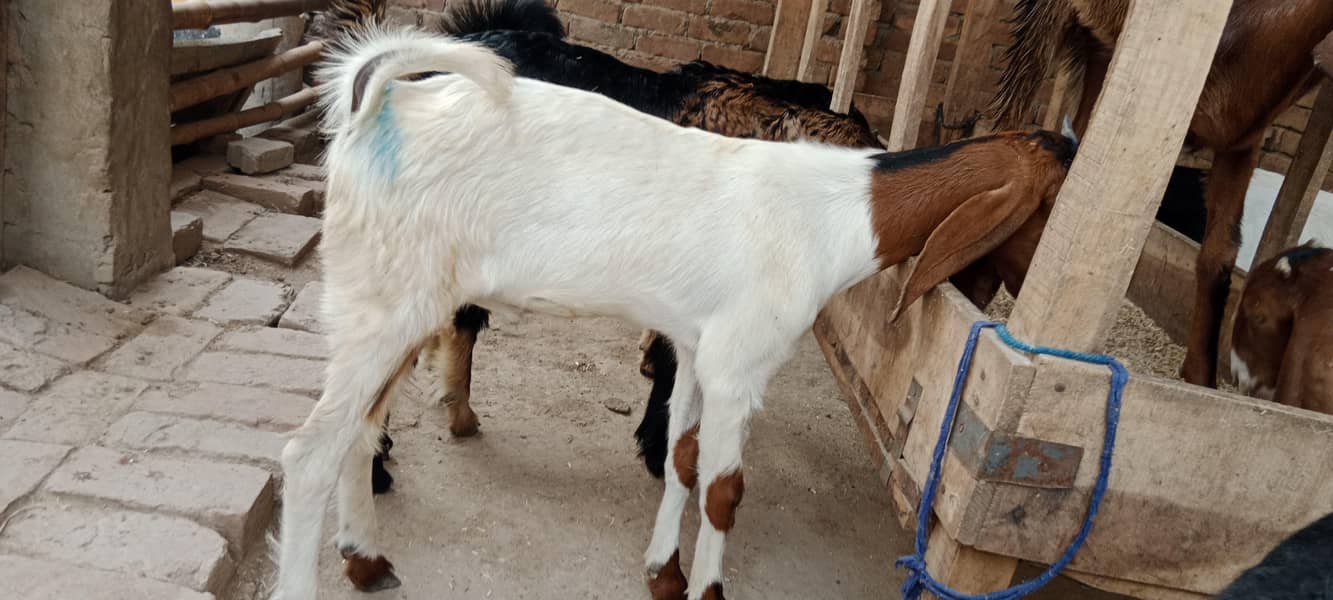 پالنے کیلئے نسلی بچے 2